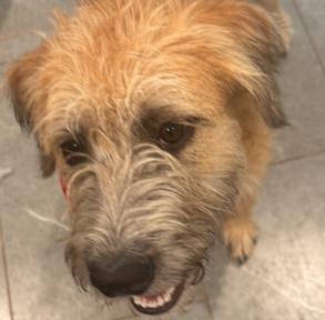 Enlarge Nataly #spunky-&-scruffy, a Adopted mixed breed in Houston, TX image 3/3