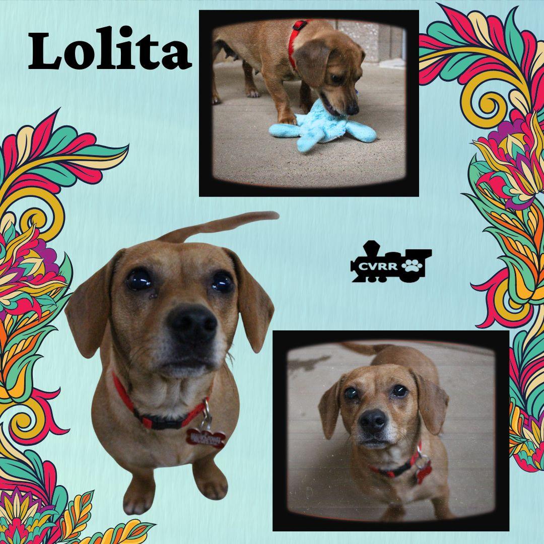 Enlarge Lolita, a Adopted mixed breed in LINDSAY, CA image 1/1
