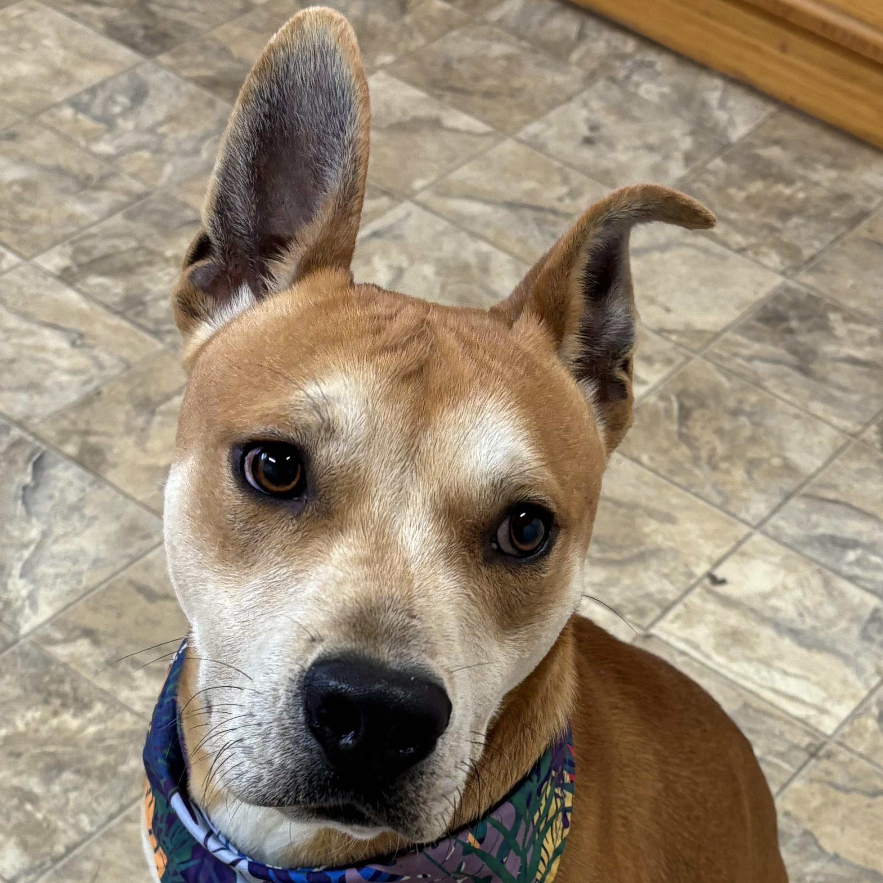Johnson, a Adoptable mixed breed in Pilot Point, TX image 1/4