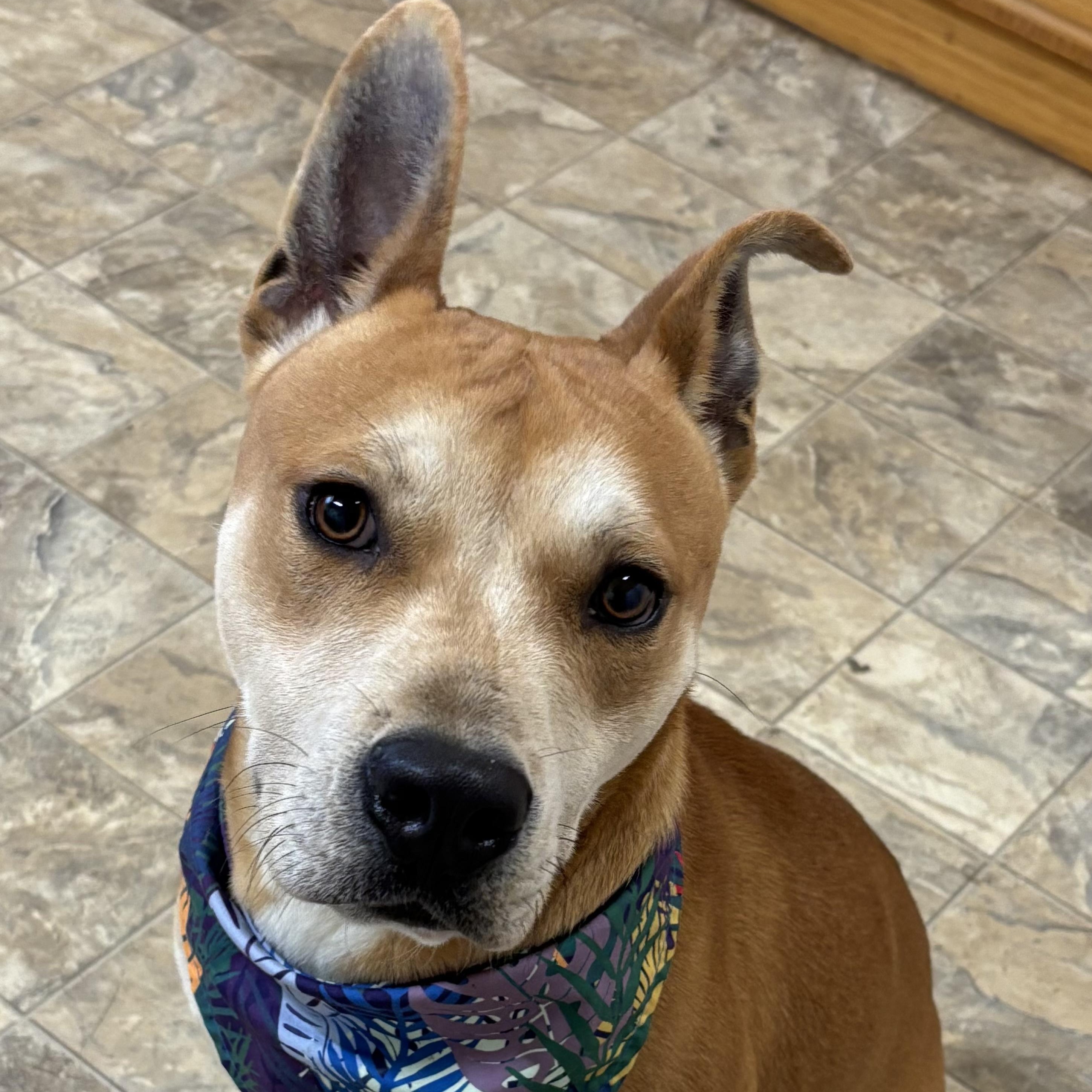 Johnson, a Adoptable mixed breed in Pilot Point, TX image 2/4