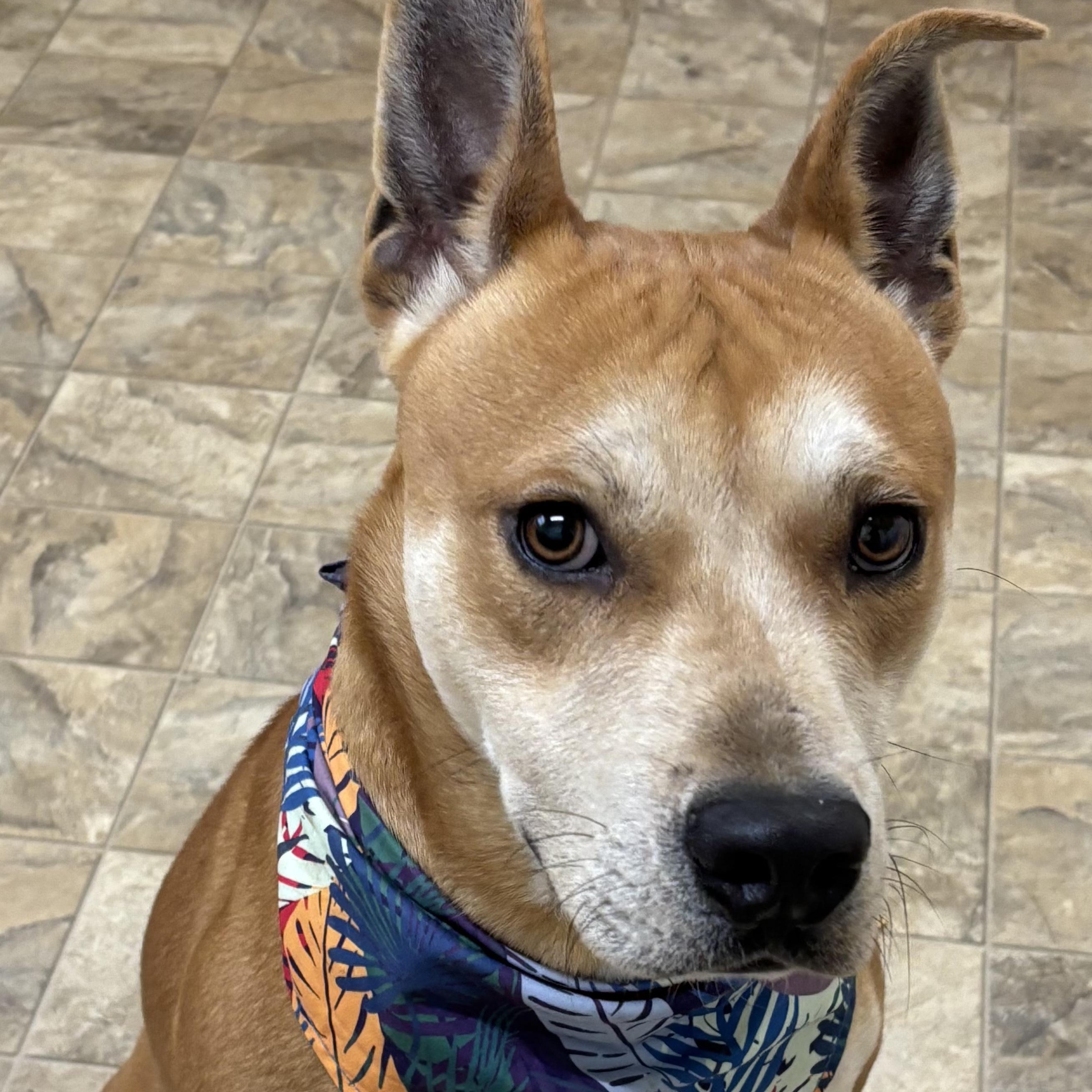 Johnson, a Adoptable mixed breed in Pilot Point, TX image 3/4