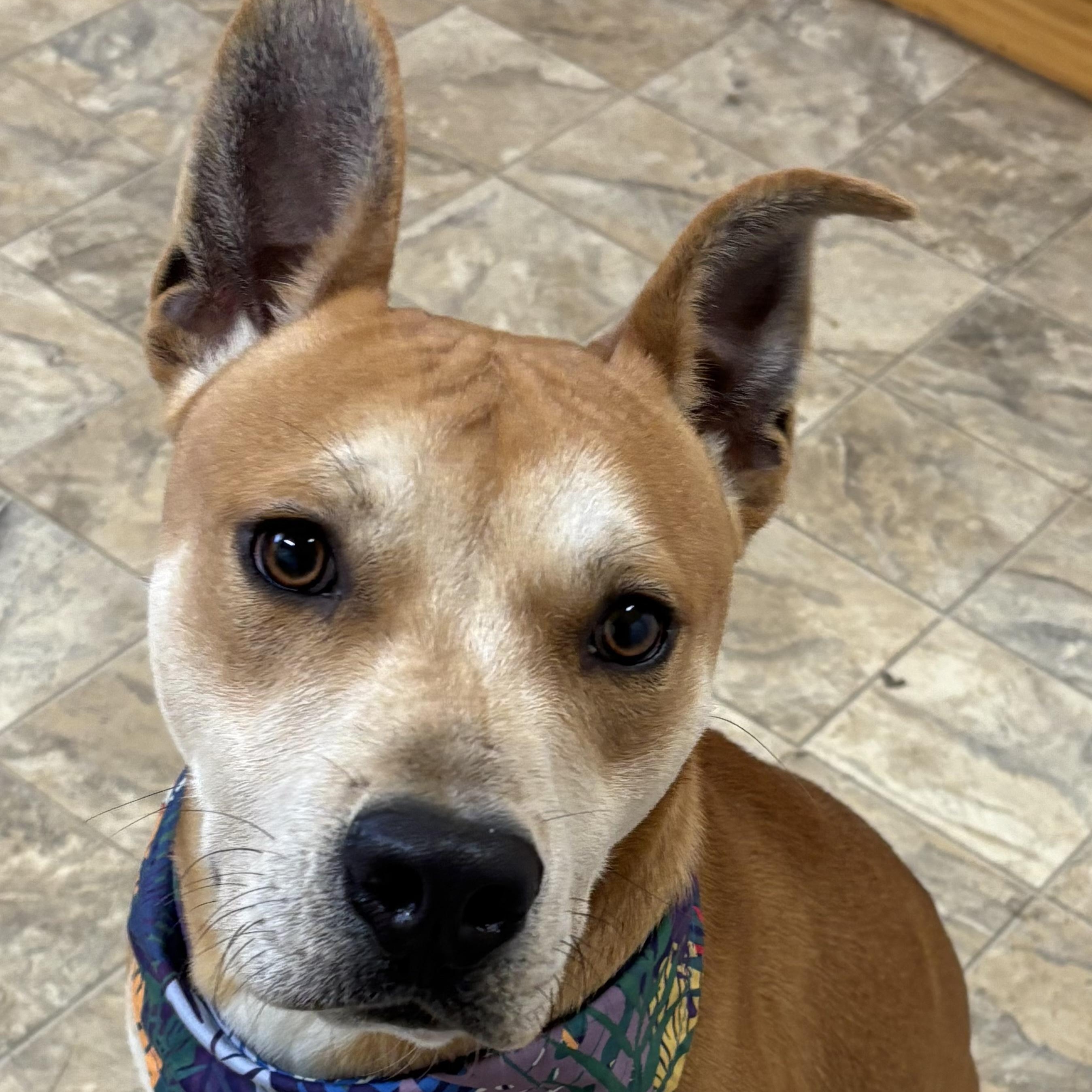 Johnson, a Adoptable mixed breed in Pilot Point, TX image 4/4