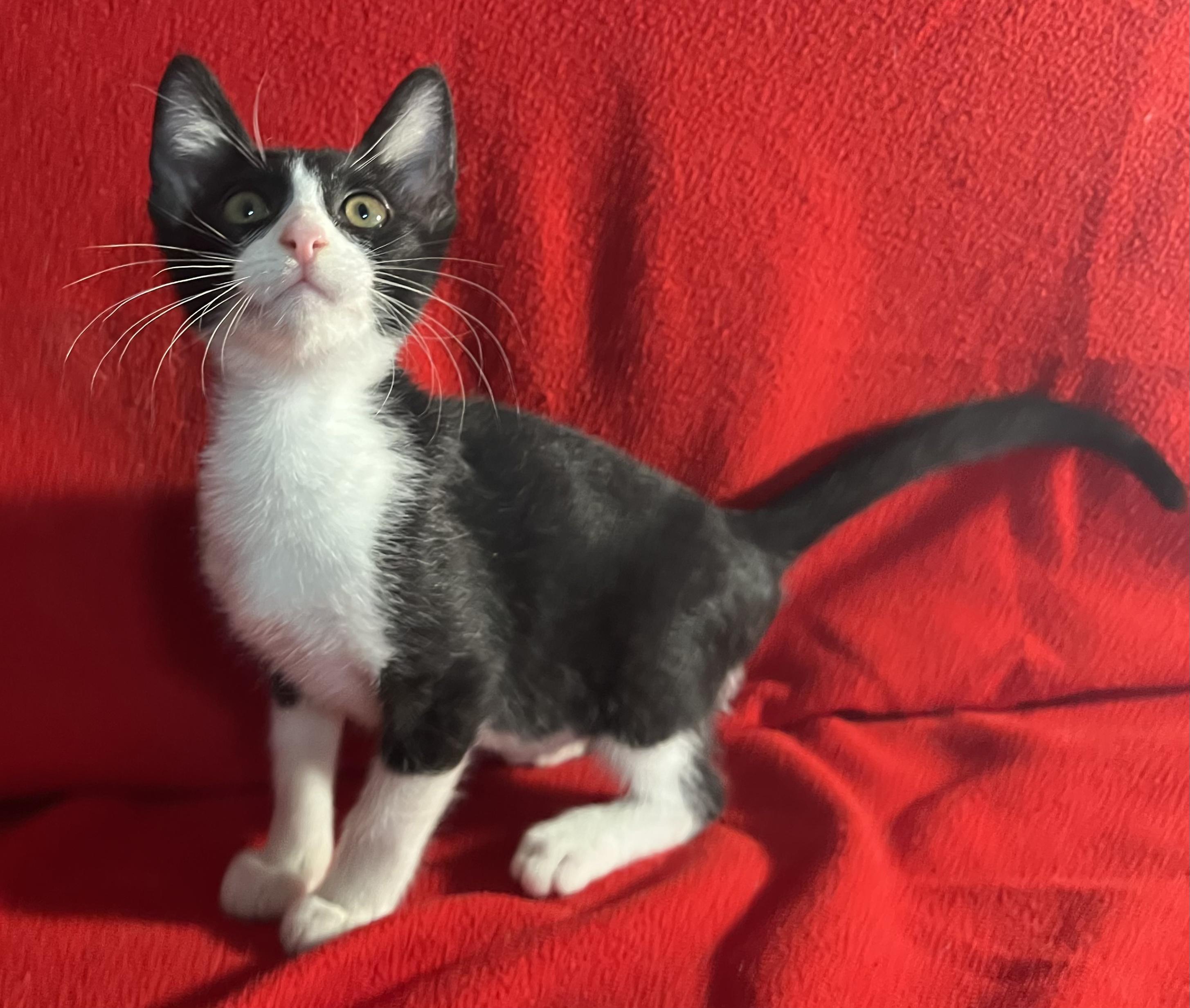 Fred-Portofino PetSmart