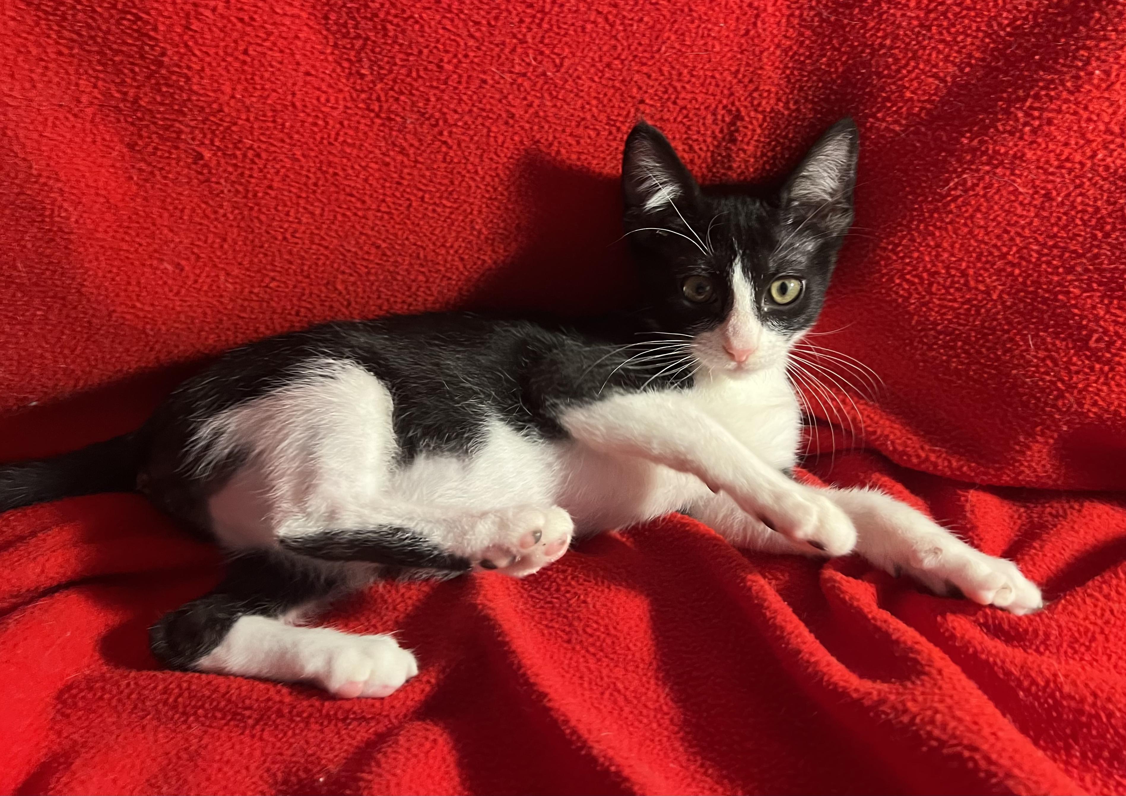 Fred-Portofino PetSmart