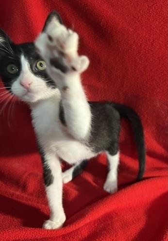 Fred-Portofino PetSmart