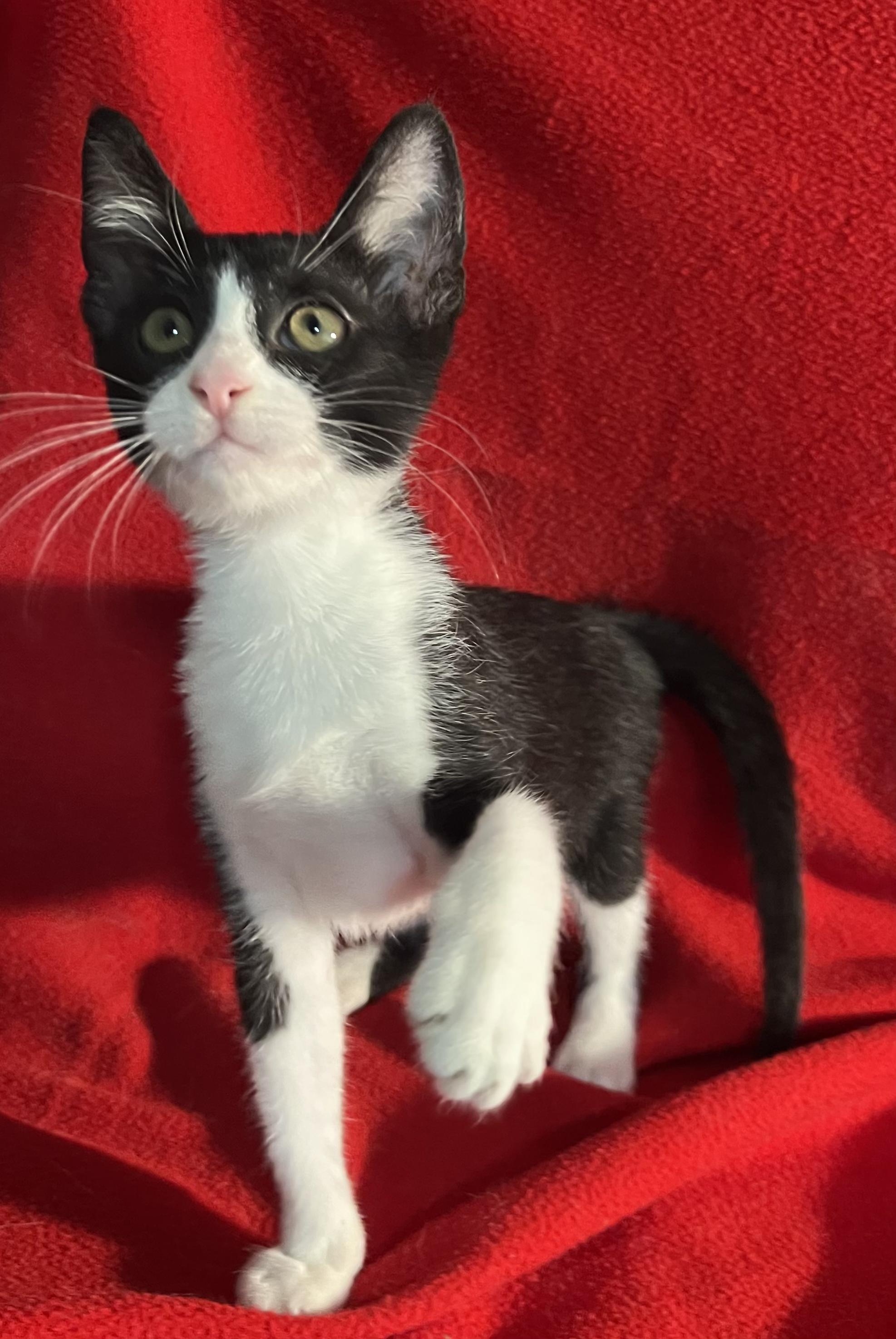 Fred-Portofino PetSmart