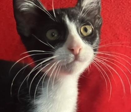 Fred-Portofino PetSmart