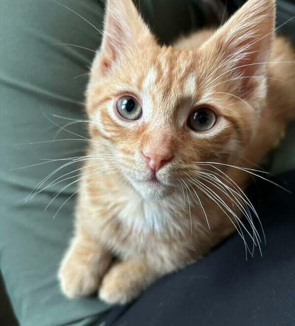 Enlarge Jeremy & Hansen - Male & Female, an adopted mixed breed in Mississauga, ON image 5/5