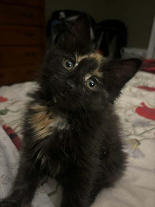 Enlarge Jeremy & Hansen - Male & Female, an adopted mixed breed in Mississauga, ON image 4/5