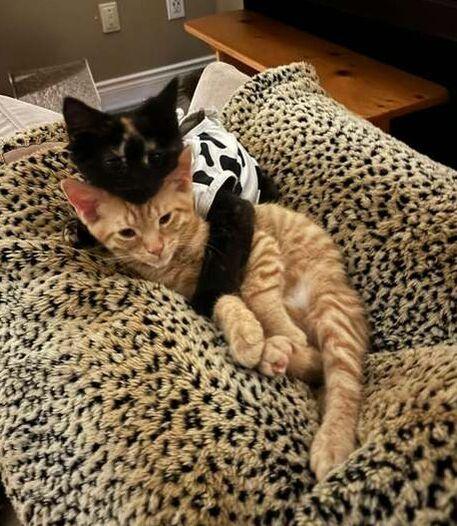 Enlarge Jeremy & Hansen - Male & Female, an adopted mixed breed in Mississauga, ON image 1/5