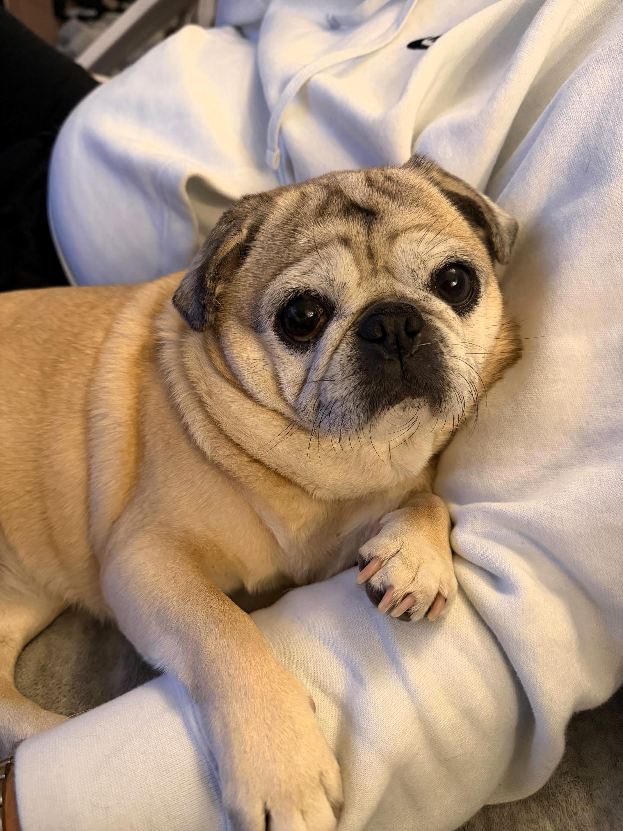 Enlarge Minnie, an adopted Pug in Salt Lake City, UT image 5/5