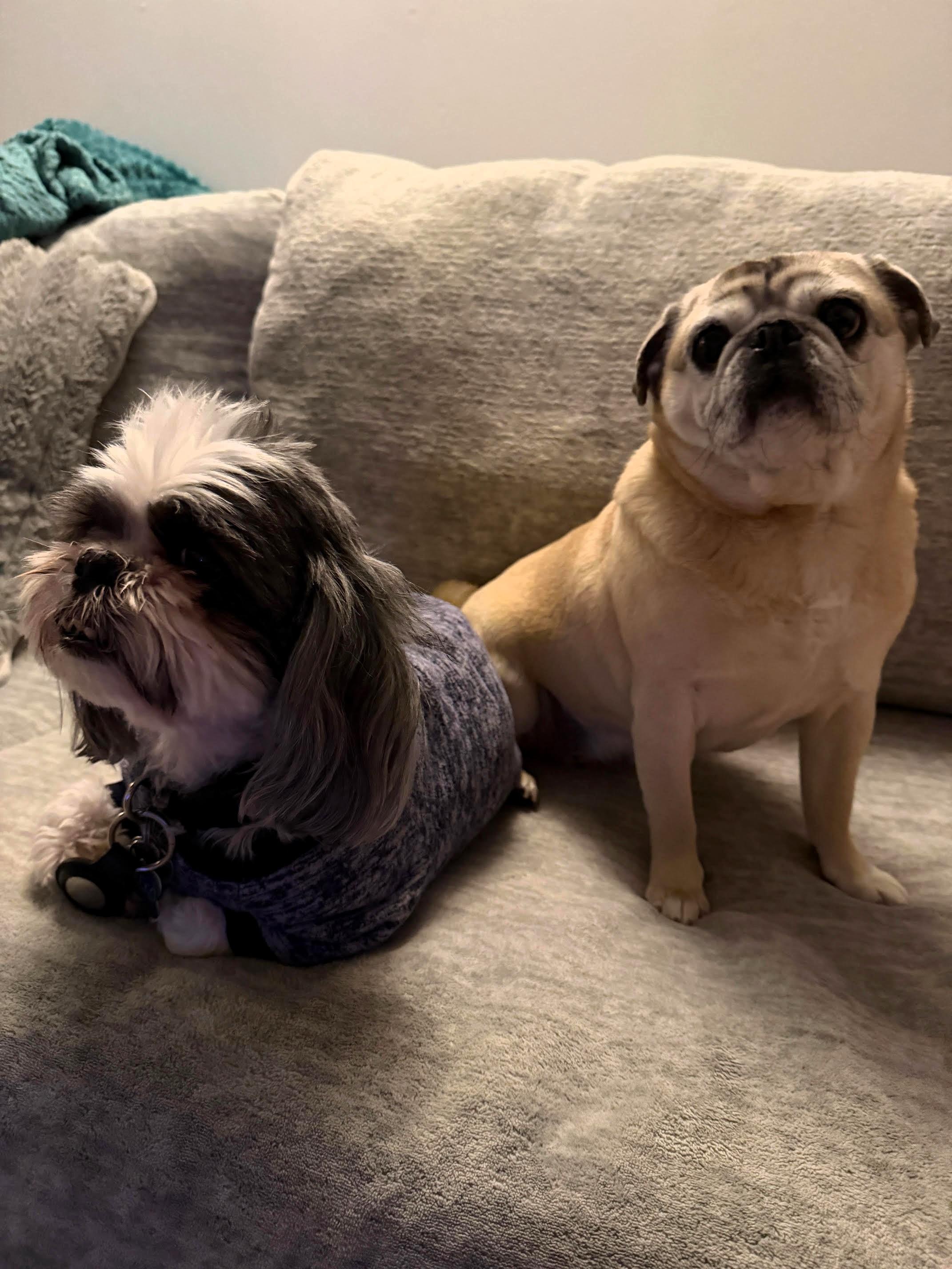 Enlarge Minnie, an adopted Pug in Salt Lake City, UT image 3/5