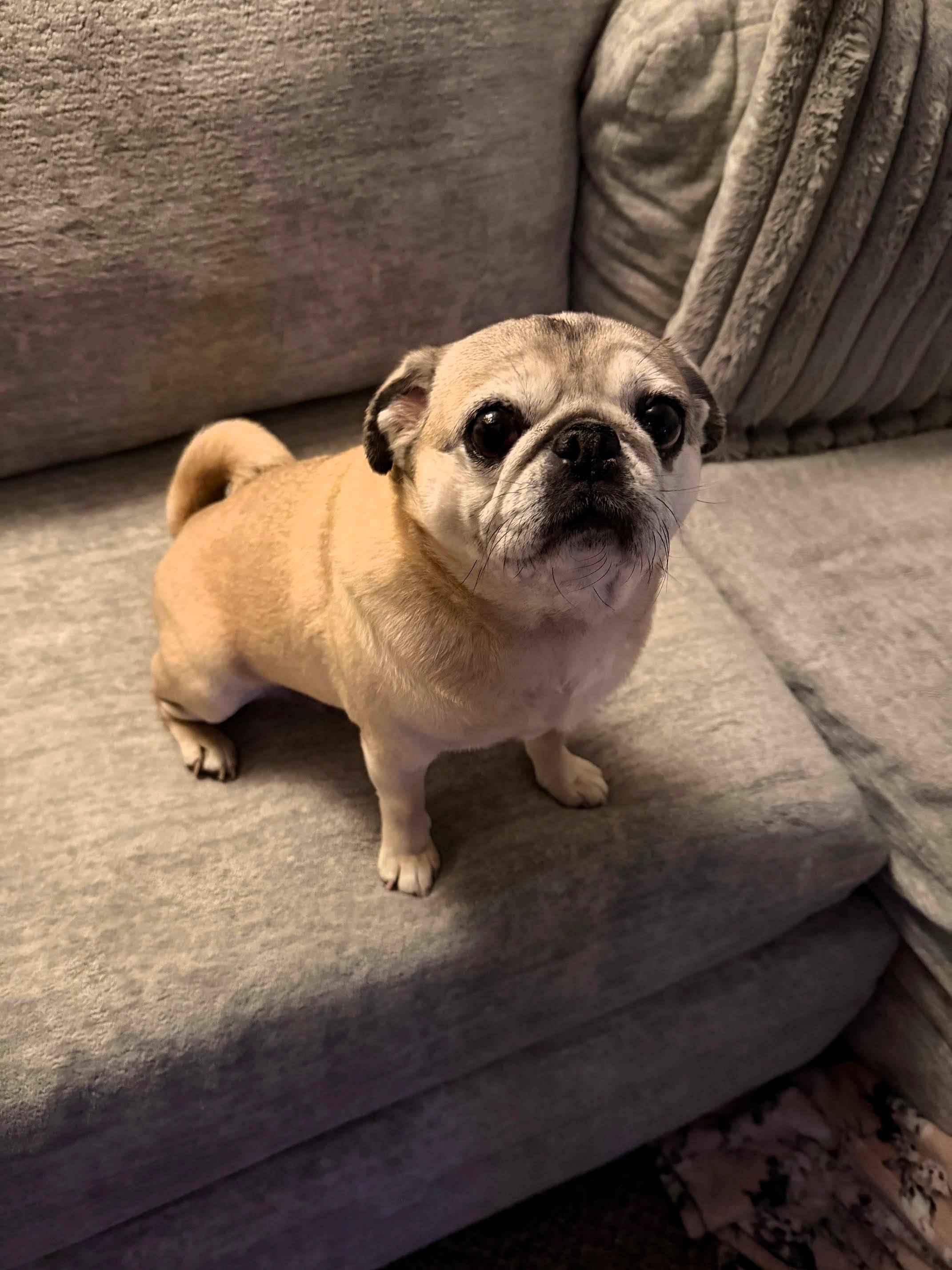 Enlarge Minnie, an adopted Pug in Salt Lake City, UT image 4/5