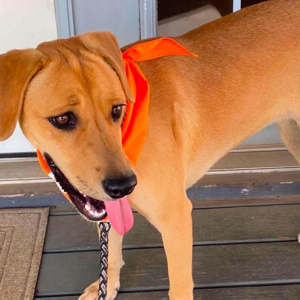 Enlarge Mindy, a Adoptable mixed breed in Wadena, MN image 1/6