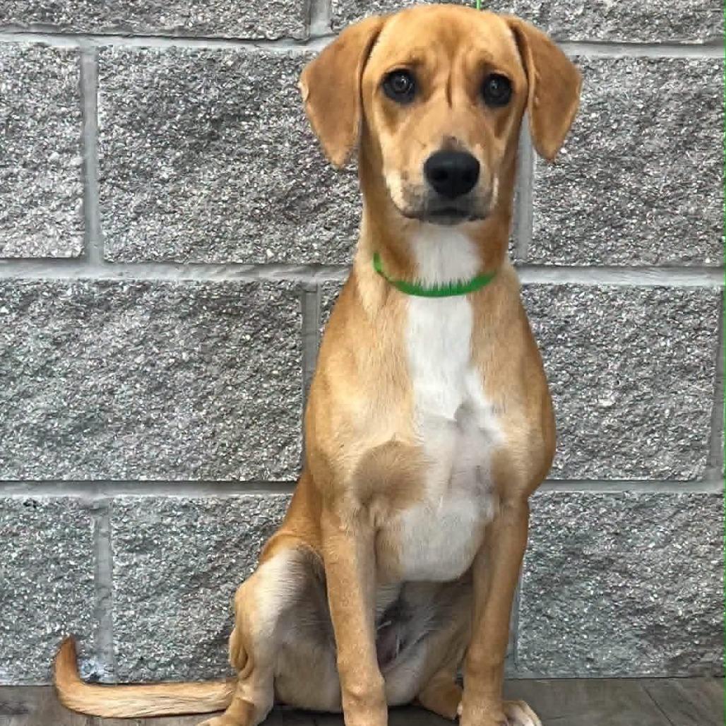 Enlarge Mindy, a Adoptable mixed breed in Wadena, MN image 4/6