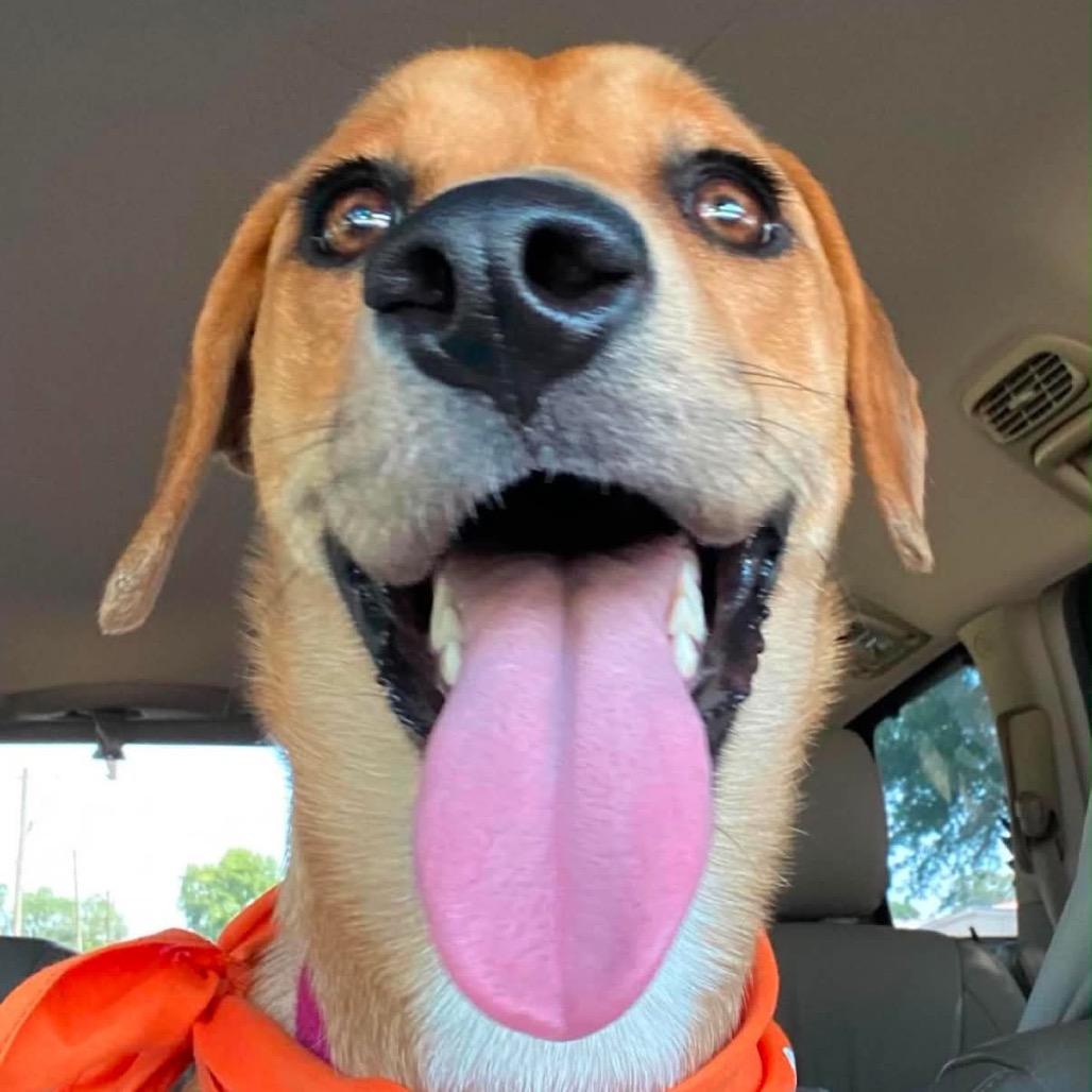 Enlarge Mindy, a Adoptable mixed breed in Wadena, MN image 6/6