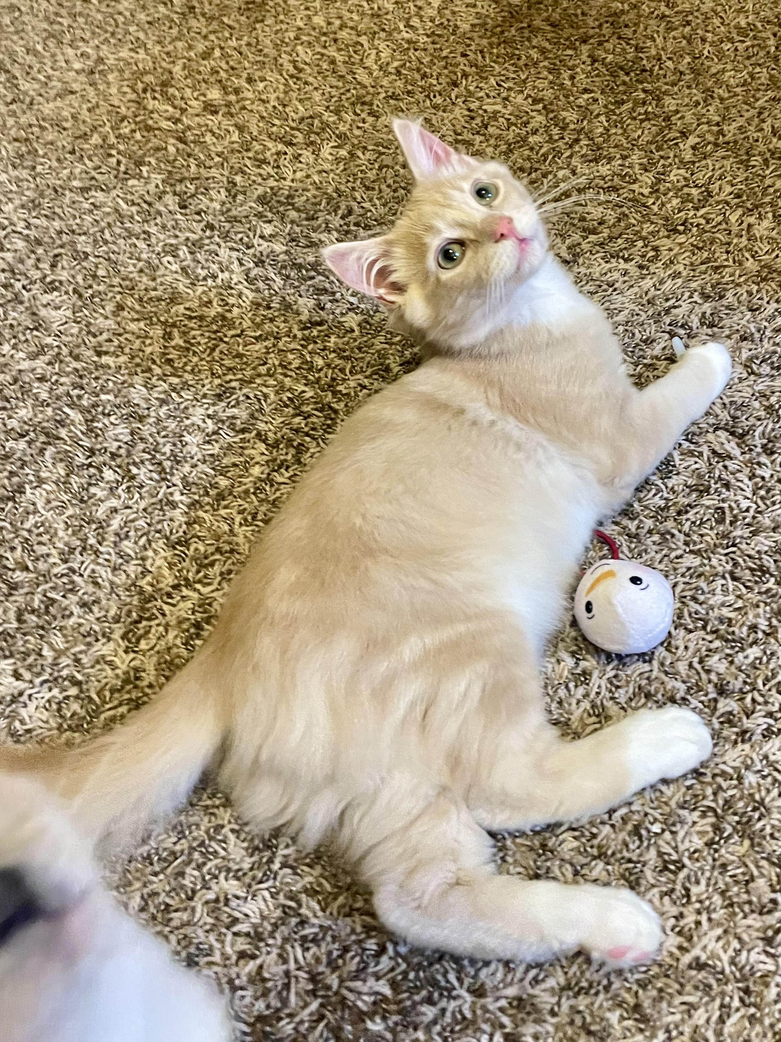 Buzz, an adopted Domestic Medium Hair in Rochester, WA image 6/6