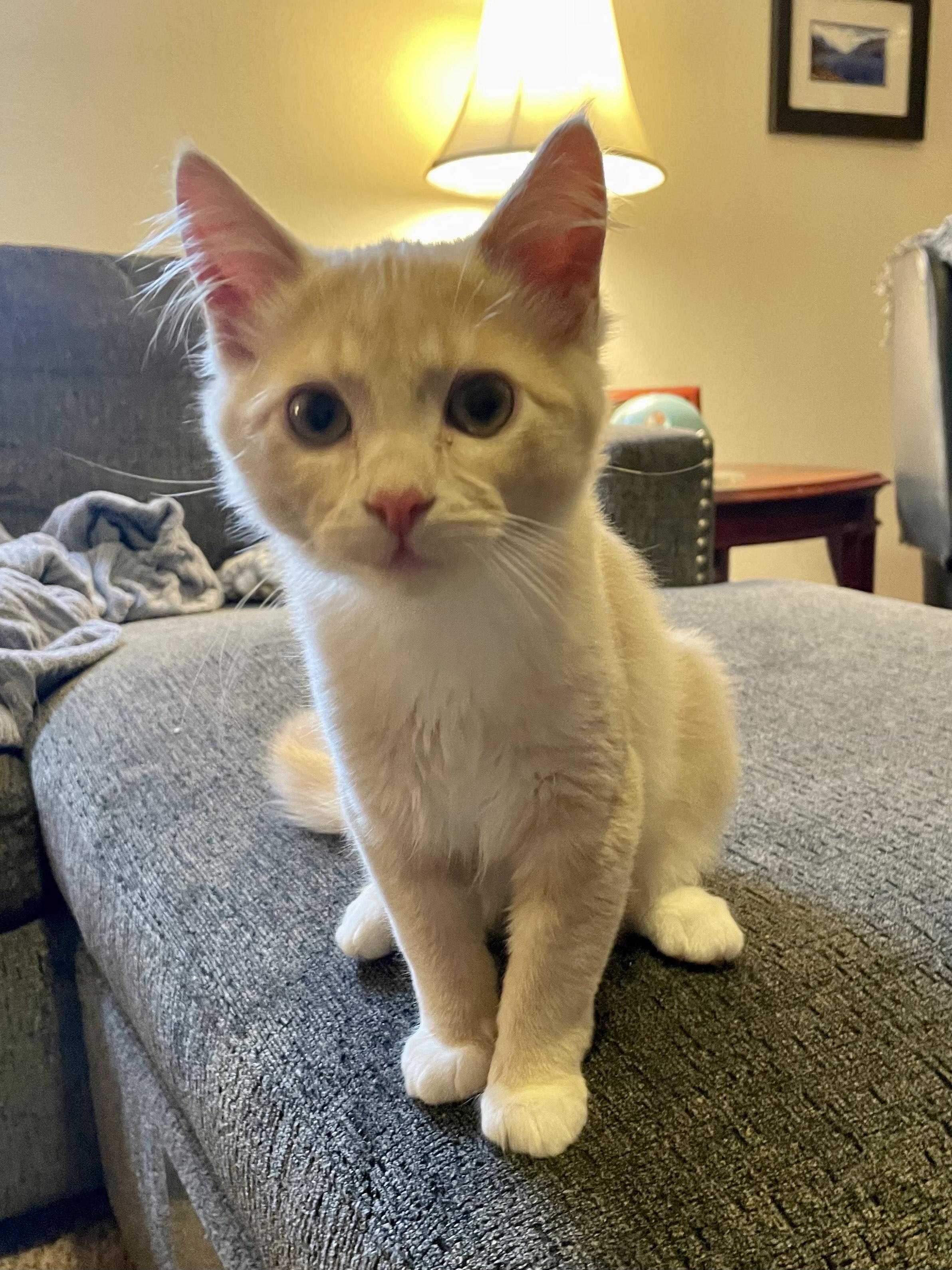 Buzz, an adopted Domestic Medium Hair in Rochester, WA image 4/6