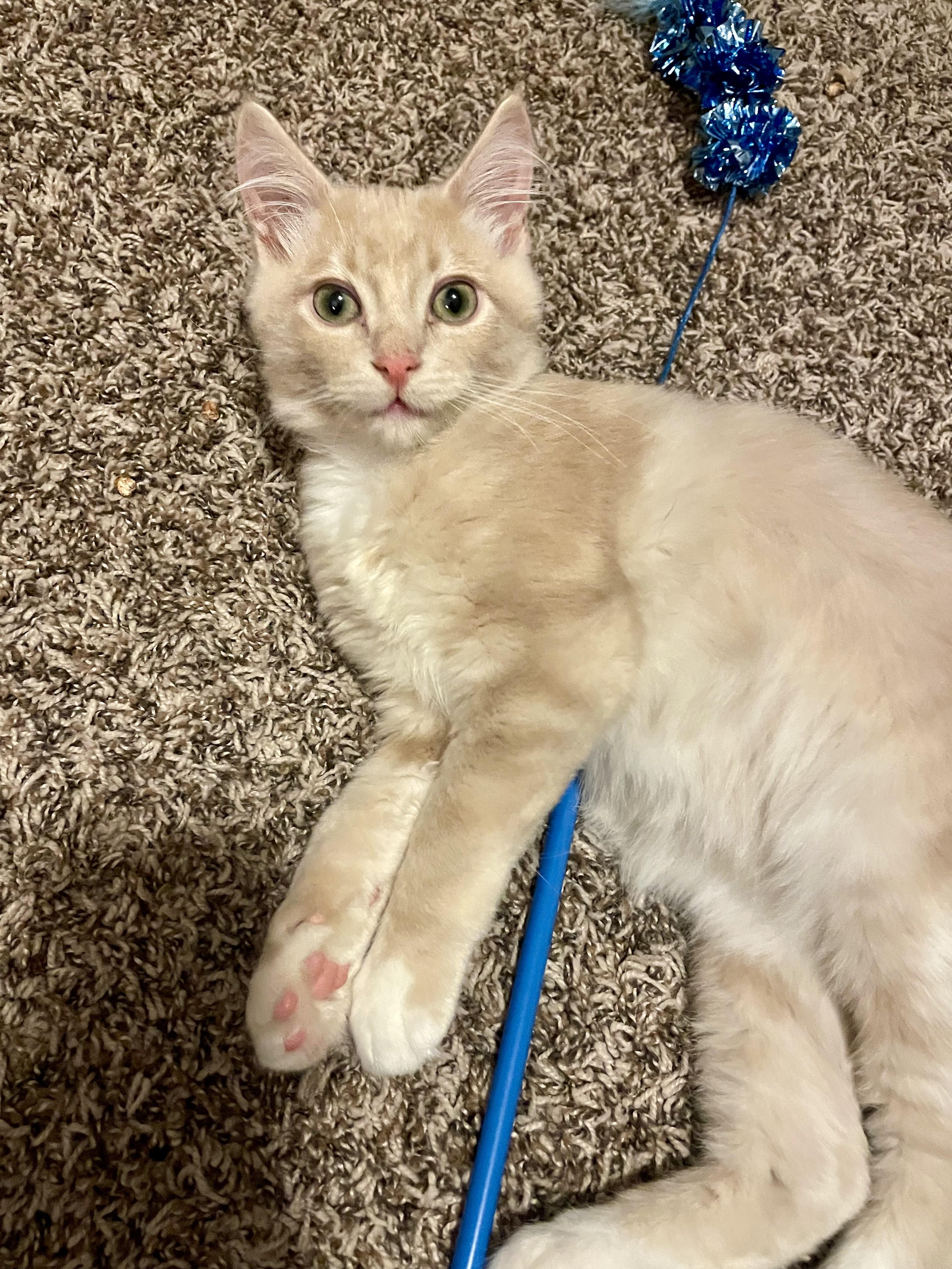 Buzz, an adopted Domestic Medium Hair in Rochester, WA image 1/6