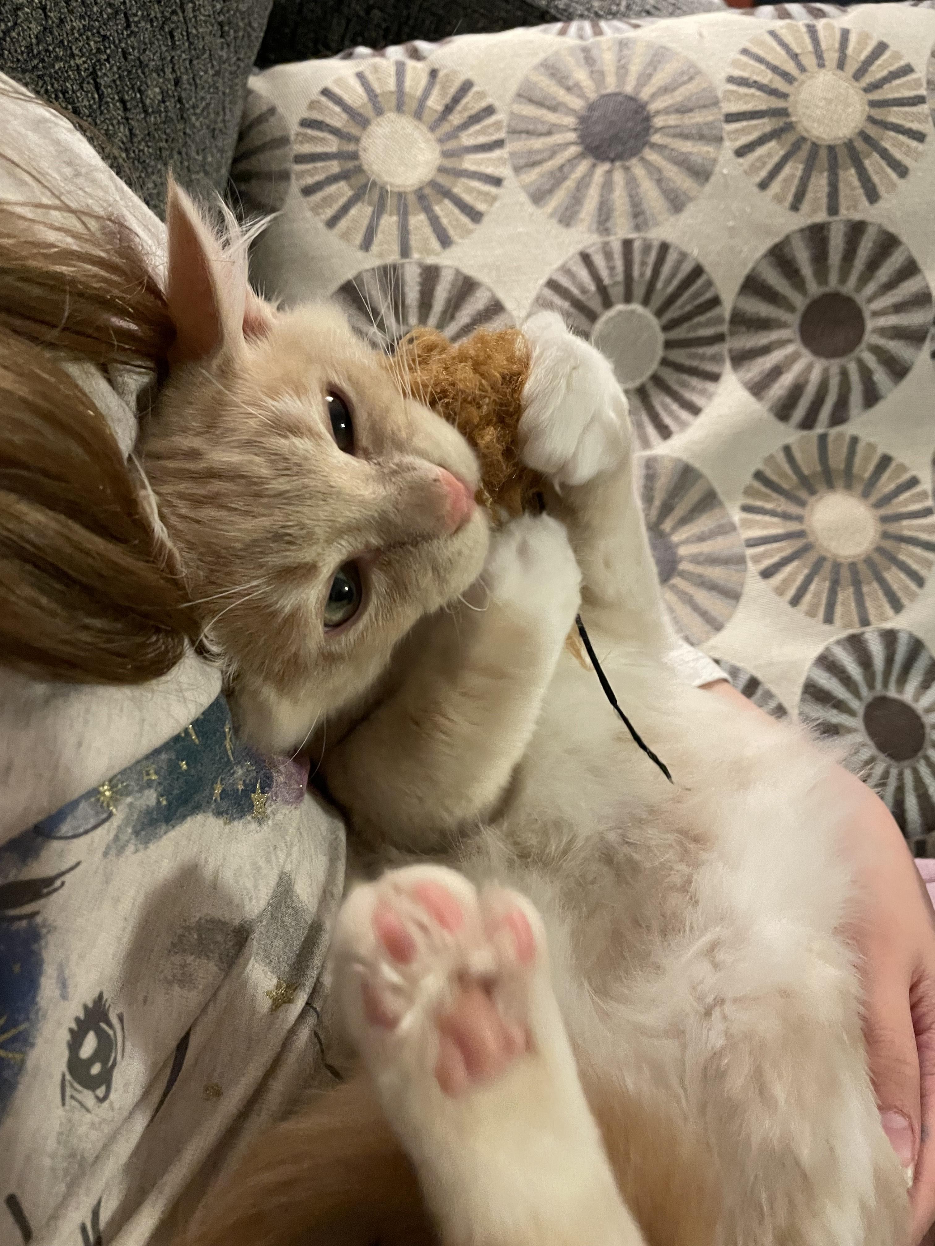 Buzz, an adopted Domestic Medium Hair in Rochester, WA image 3/6