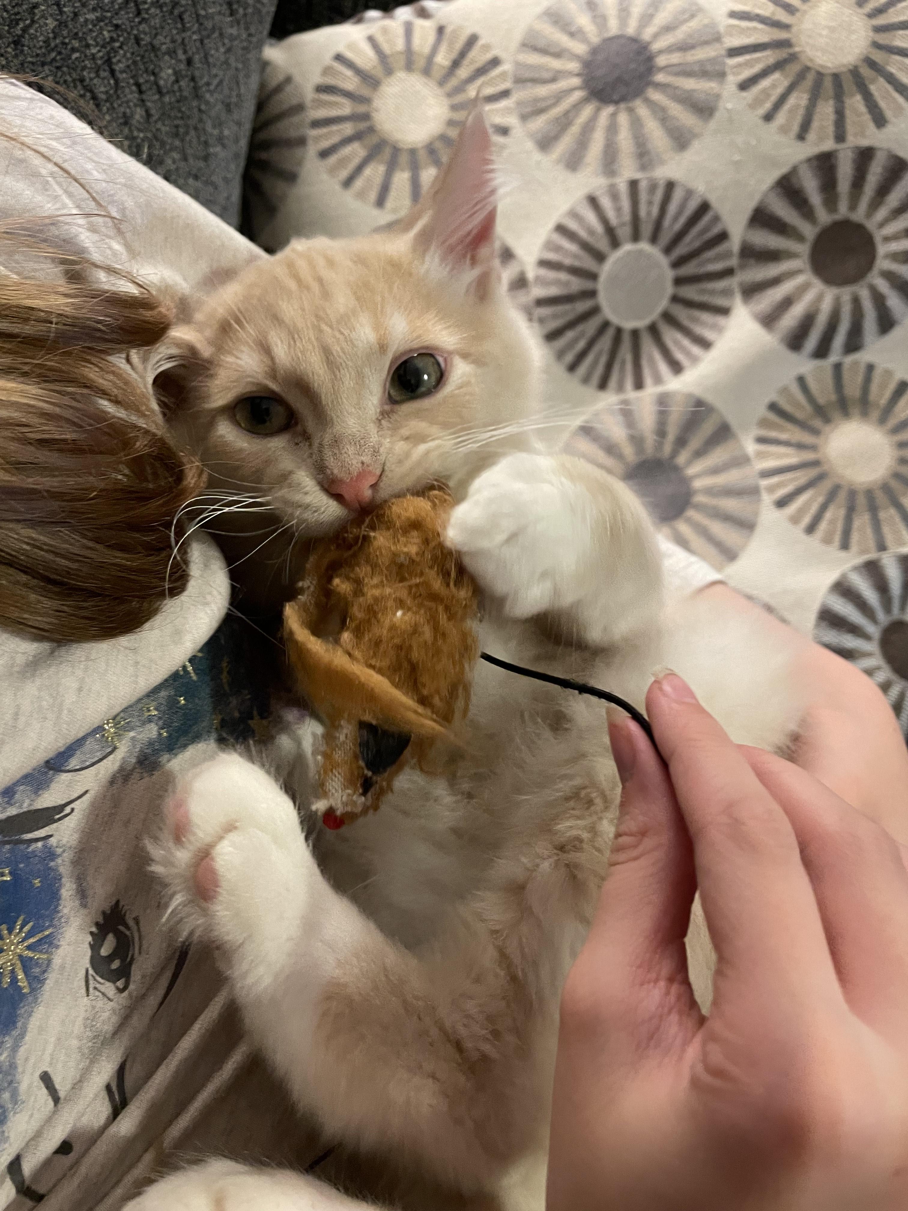 Buzz, an adopted Domestic Medium Hair in Rochester, WA image 2/6