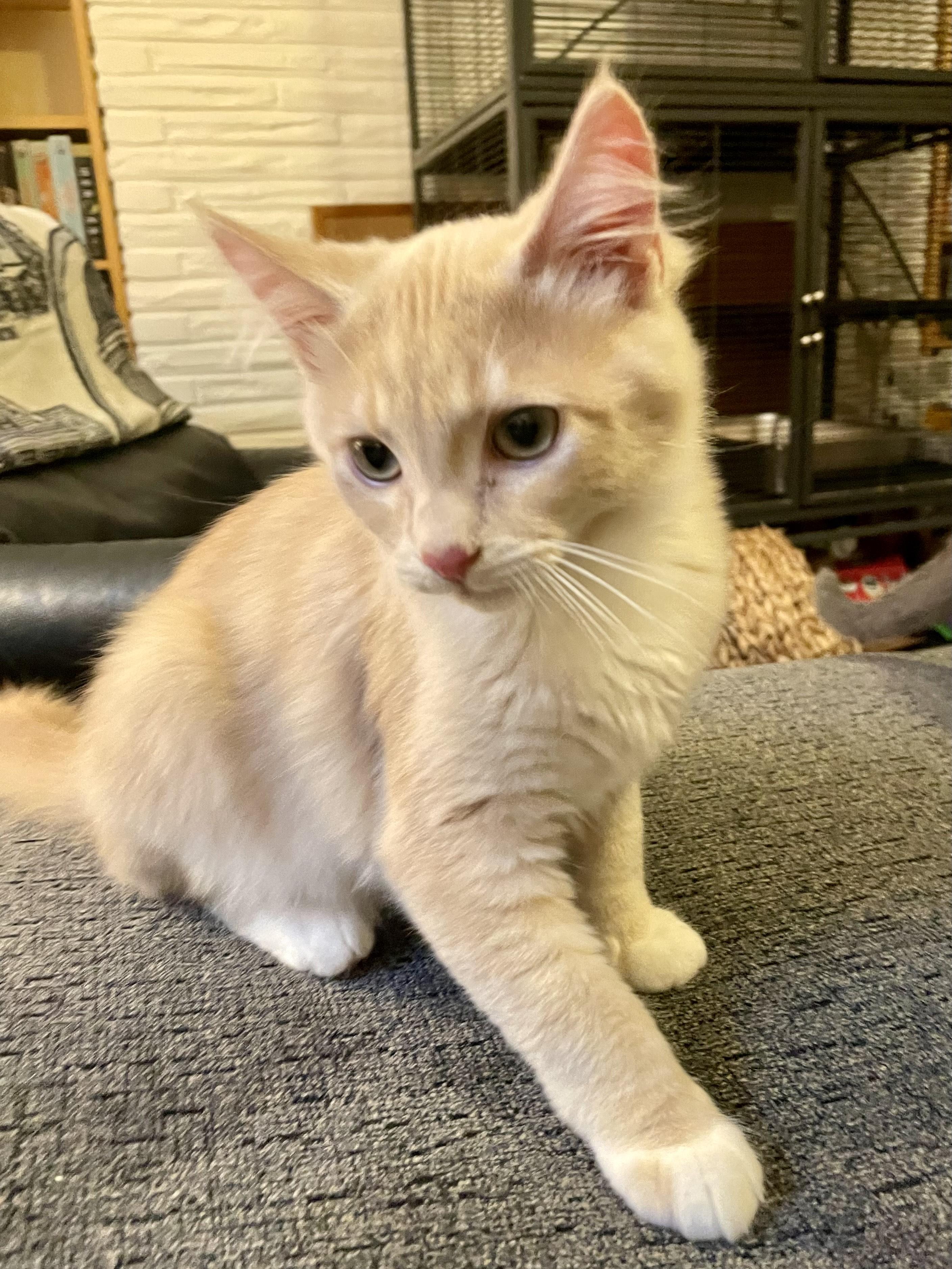 Buzz, an adopted Domestic Medium Hair in Rochester, WA image 5/6