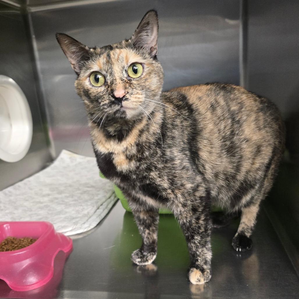 Tara, Adoptable, Young Female Domestic Short Hair.