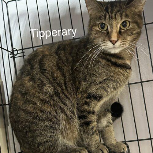Tipperary Pub, Adoptable, Adult Female Domestic Short Hair.