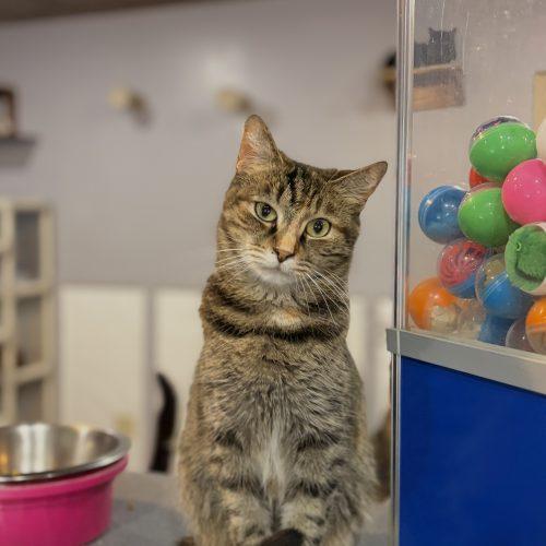 Enlarge Tipperary Pub, a Adoptable Domestic Short Hair in Tipp City, OH image 1/3