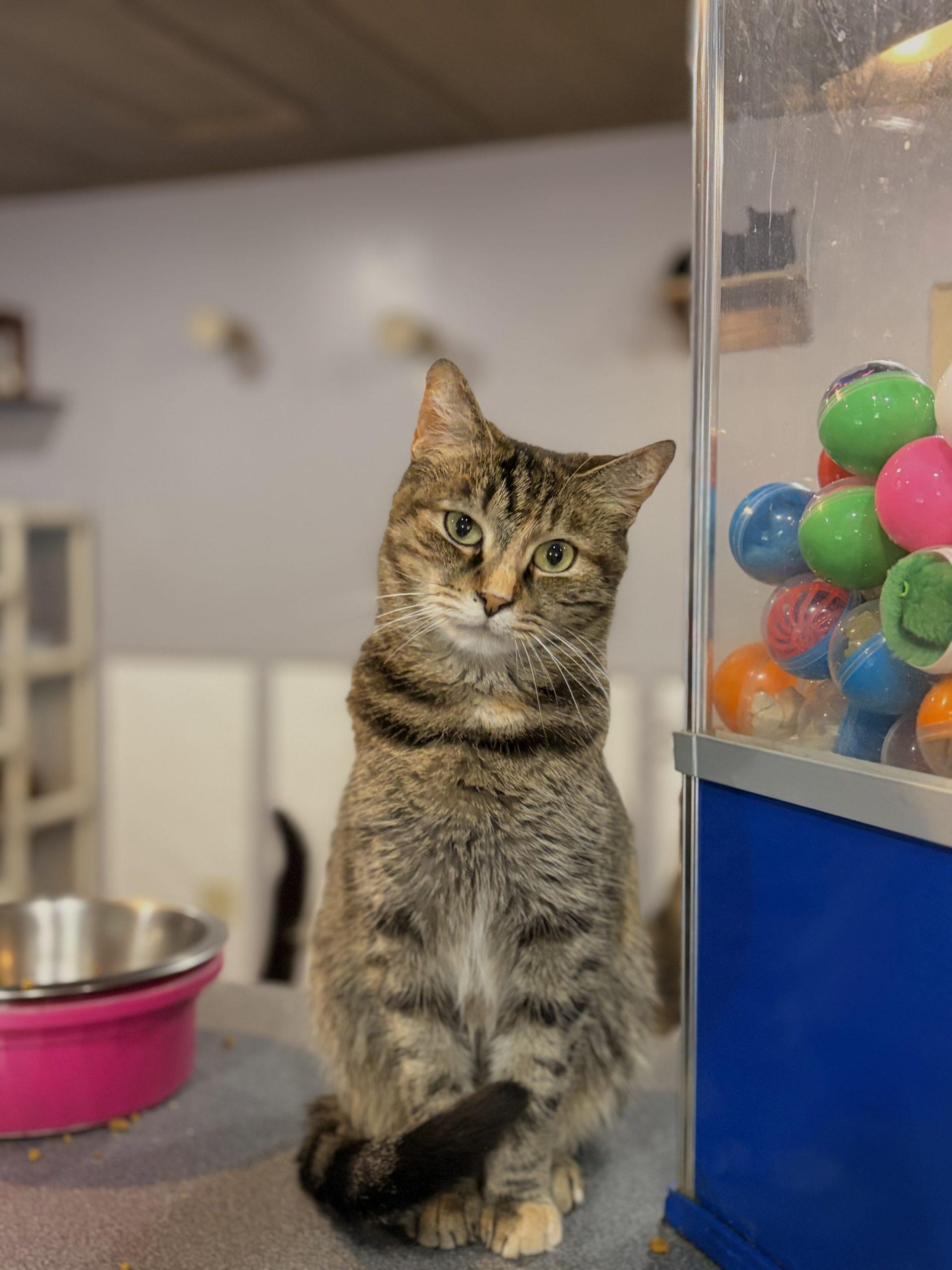 Enlarge Tipperary Pub, a Adoptable Domestic Short Hair in Tipp City, OH image 1/3