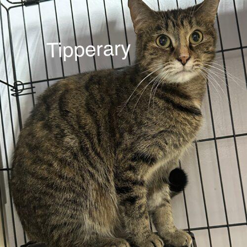 Enlarge Tipperary Pub, a Adoptable Domestic Short Hair in Tipp City, OH image 3/3