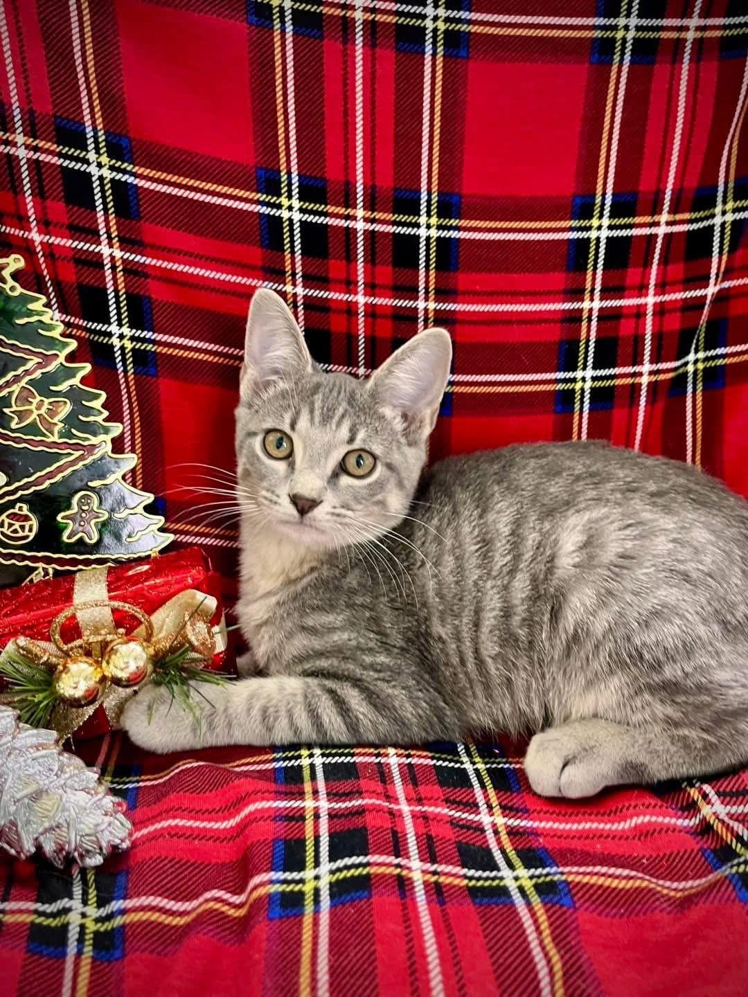Enlarge Tiny Tim and Kringle, an adopted Domestic Short Hair in Maryville, TN image 3/6