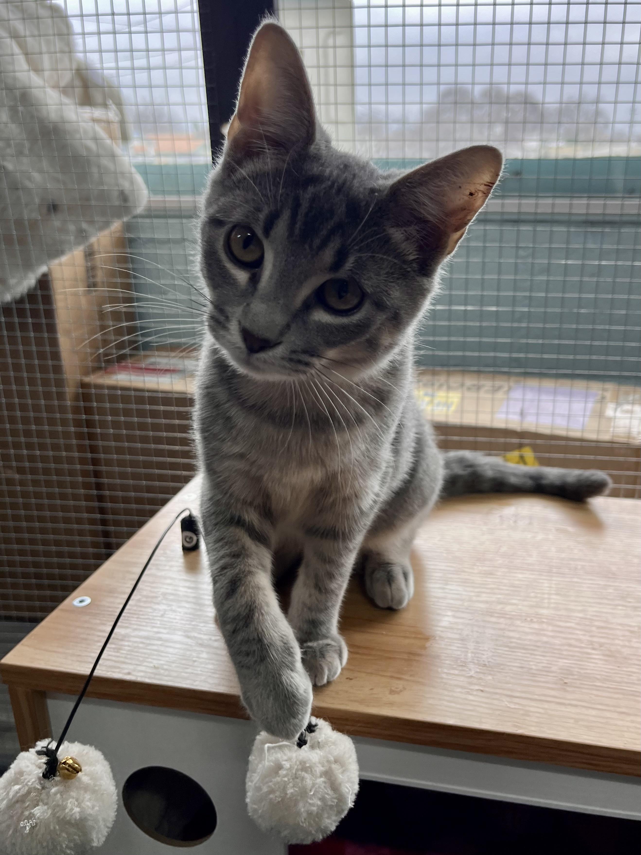 Enlarge Tiny Tim and Kringle, an adopted Domestic Short Hair in Maryville, TN image 4/6