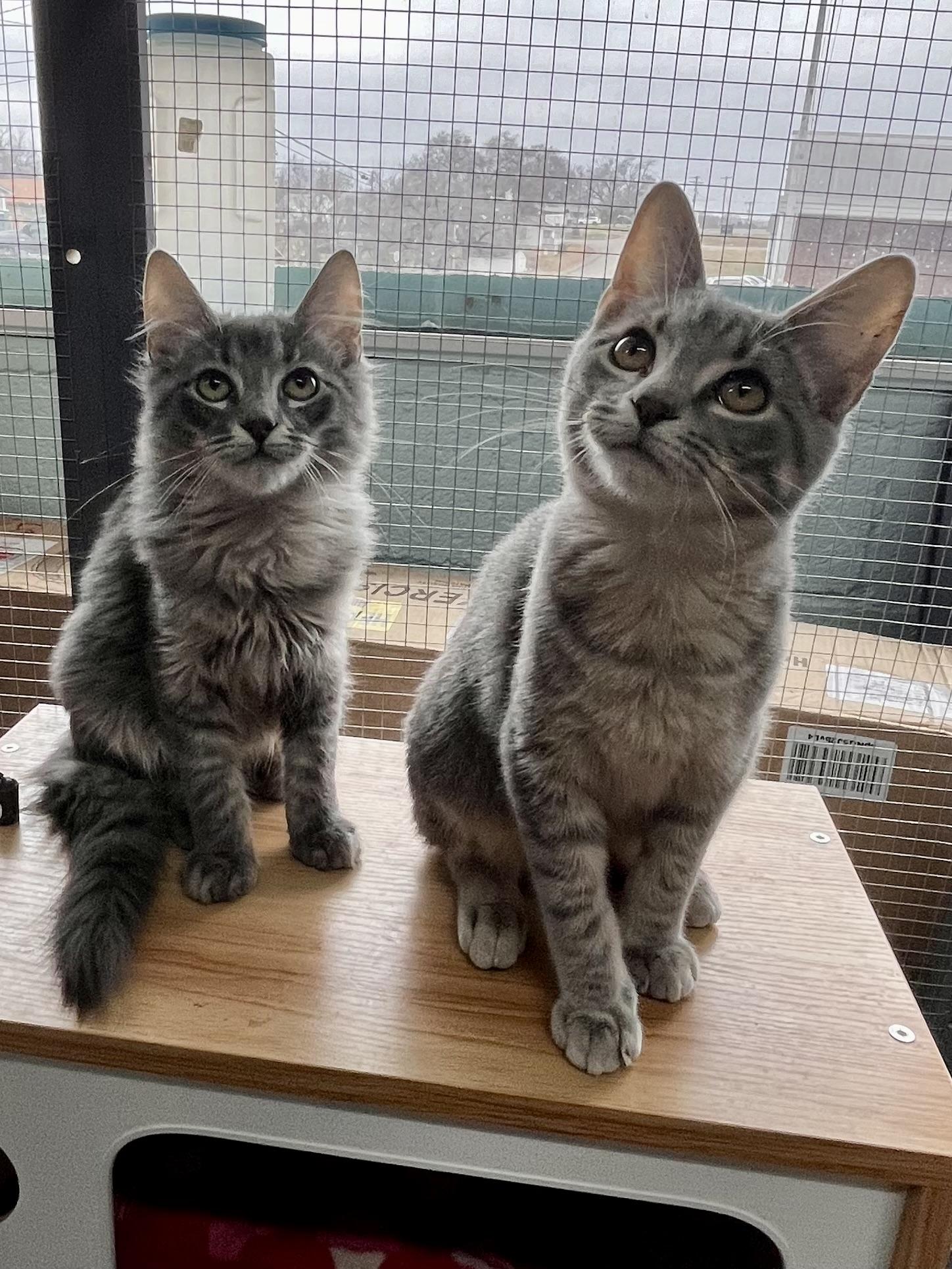 Enlarge Tiny Tim and Kringle, an adopted Domestic Short Hair in Maryville, TN image 1/6