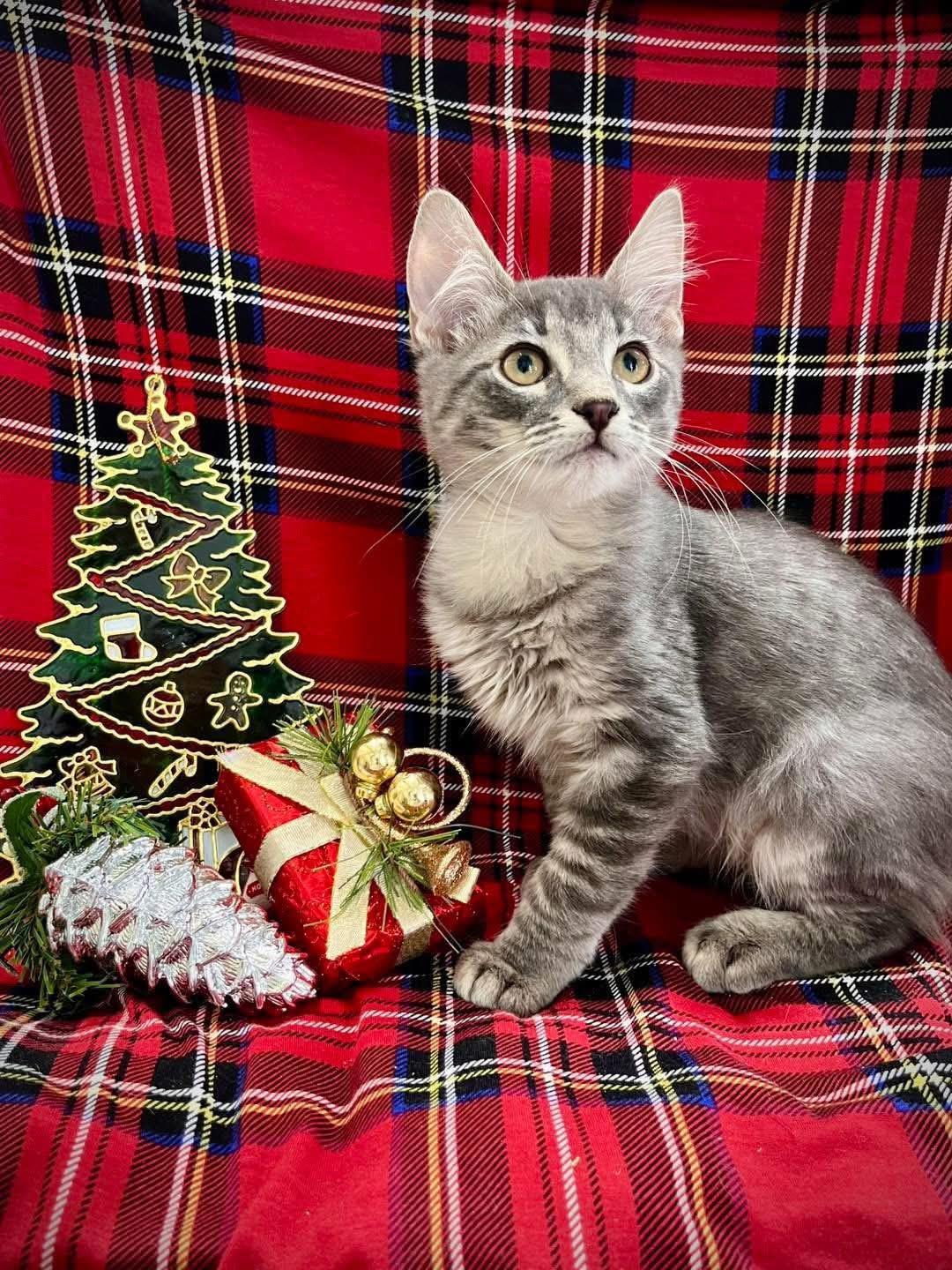 Enlarge Tiny Tim and Kringle, an adopted Domestic Short Hair in Maryville, TN image 5/6