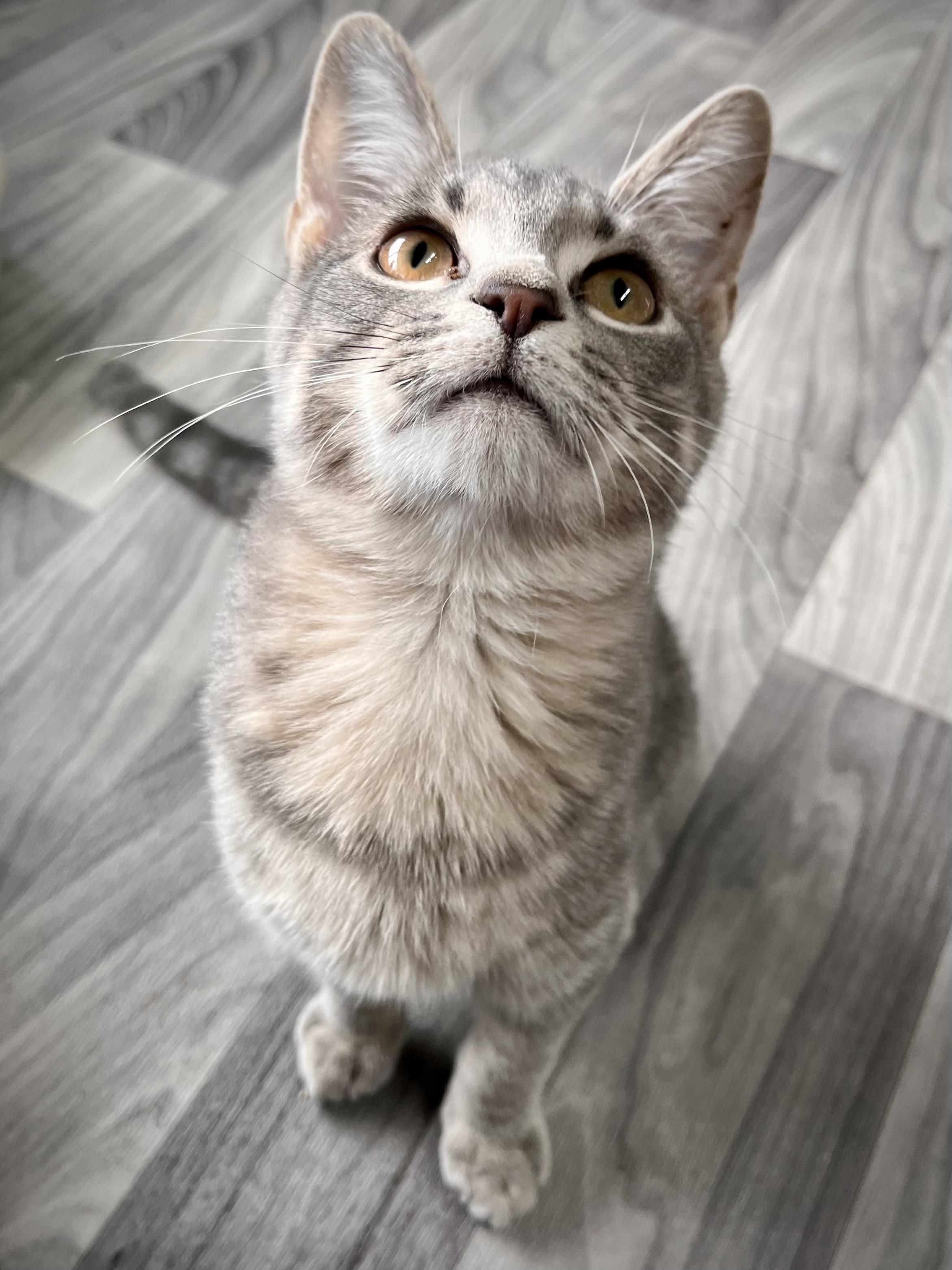 Enlarge Tiny Tim and Kringle, an adopted Domestic Short Hair in Maryville, TN image 2/6