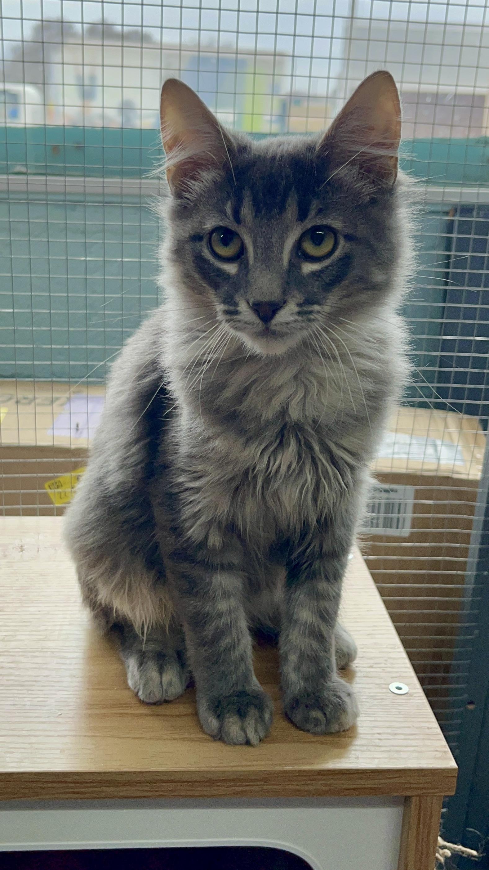 Enlarge Tiny Tim and Kringle, an adopted Domestic Short Hair in Maryville, TN image 6/6