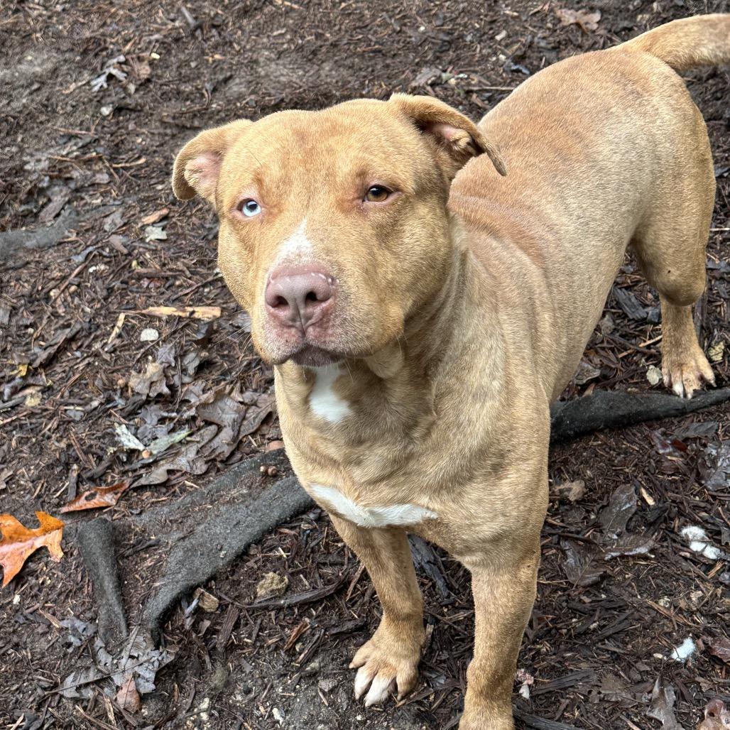 O'Malley, Adoptable, Adult Male Pit Bull Terrier & Husky.