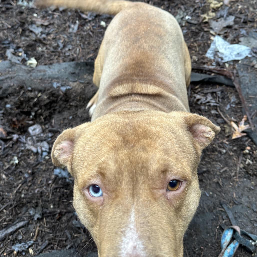 Enlarge O'Malley, a Adoptable mixed breed in Princeton, KY image 2/6