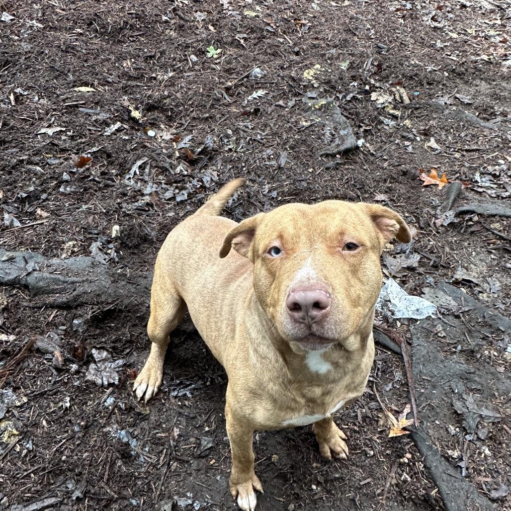 Enlarge O'Malley, a Adoptable mixed breed in Princeton, KY image 3/6