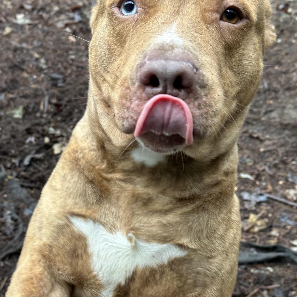 Enlarge O'Malley, a Adoptable mixed breed in Princeton, KY image 4/6