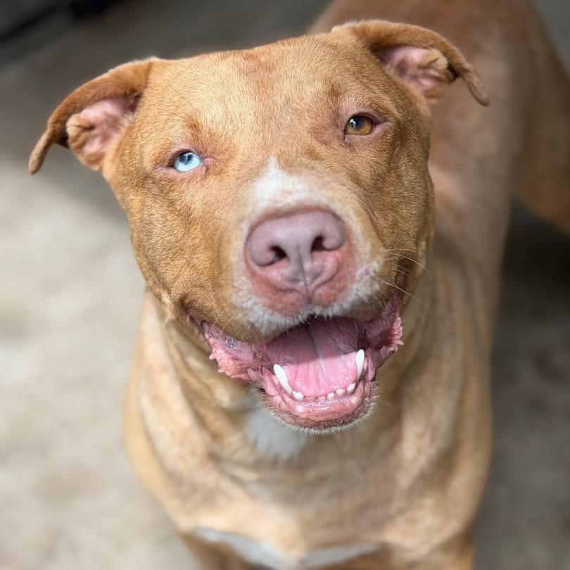 Enlarge O'Malley, a Adoptable mixed breed in Princeton, KY image 6/6