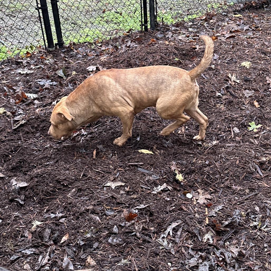 Enlarge O'Malley, a Adoptable mixed breed in Princeton, KY image 6/6
