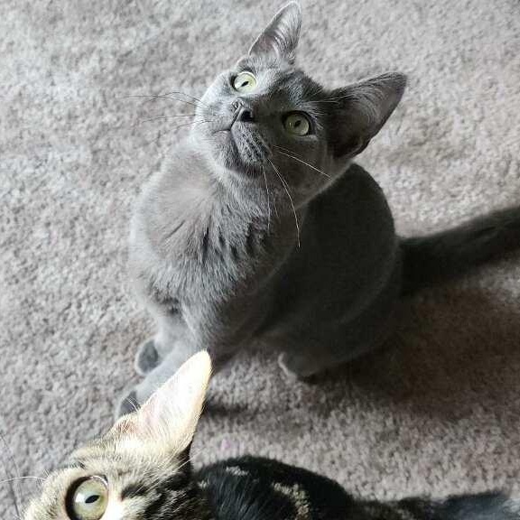 Enlarge Fontina, a ADOPTABLE Russian Blue in Westland, MI image 5/5