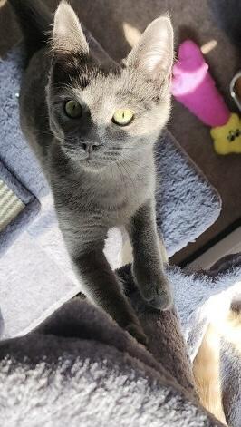Enlarge Fontina, a ADOPTABLE Russian Blue in Westland, MI image 4/5