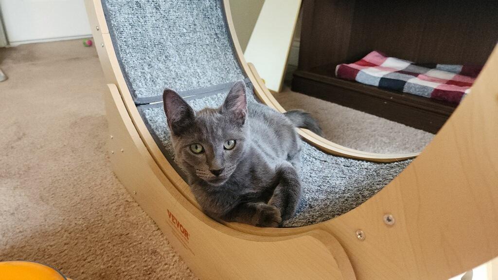 Enlarge Fontina, a ADOPTABLE Russian Blue in Westland, MI image 3/5