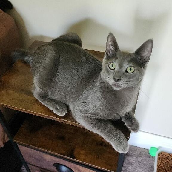 Fontina, ADOPTABLE, Young Female Russian Blue.