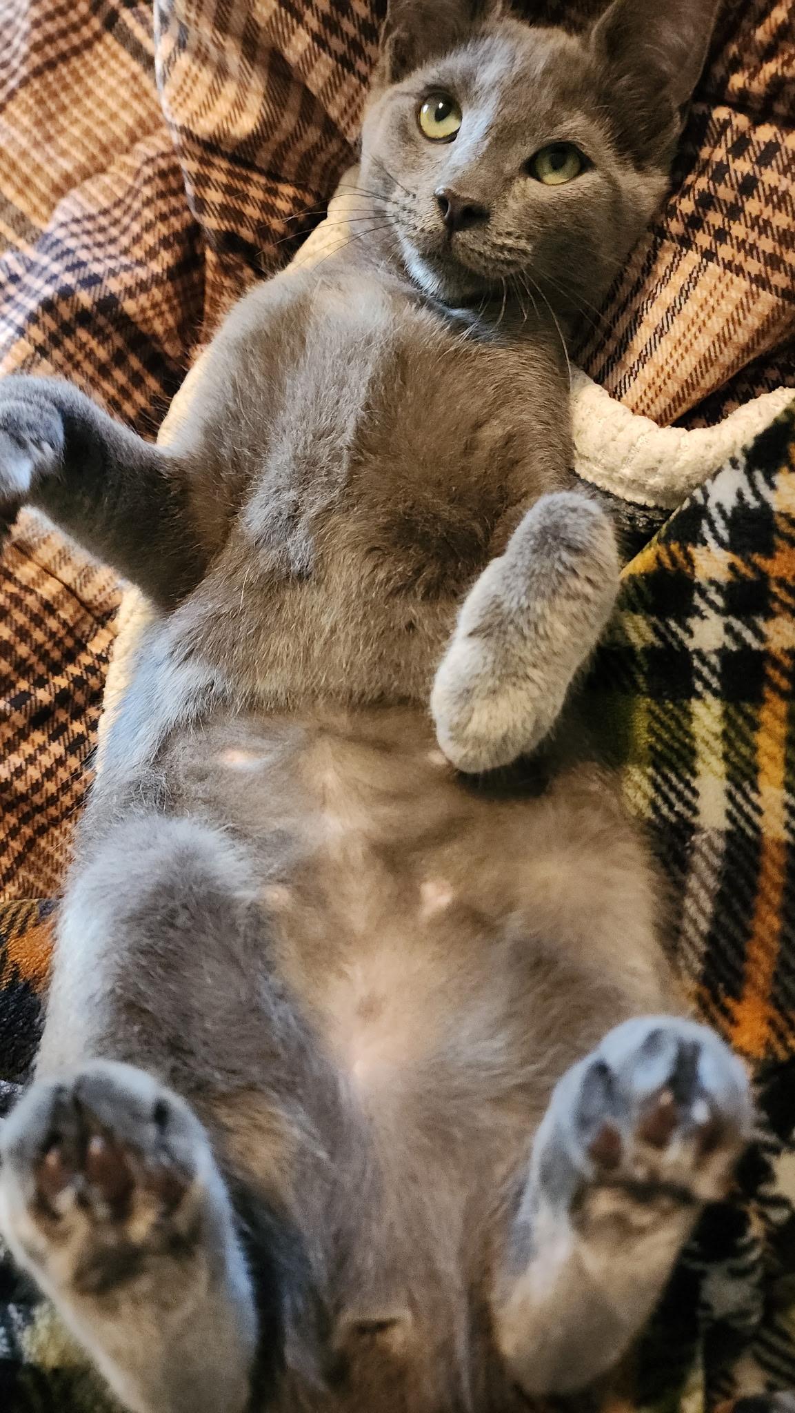 Enlarge Fontina, a ADOPTABLE Russian Blue in Westland, MI image 2/5