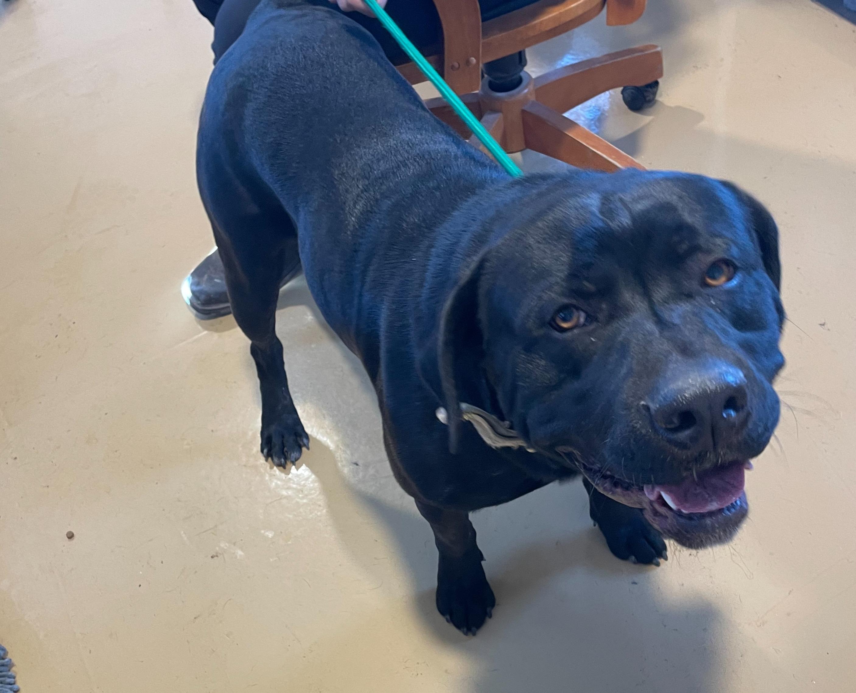 Enlarge Toby, a ADOPTABLE mixed breed in Portales, NM image 1/1