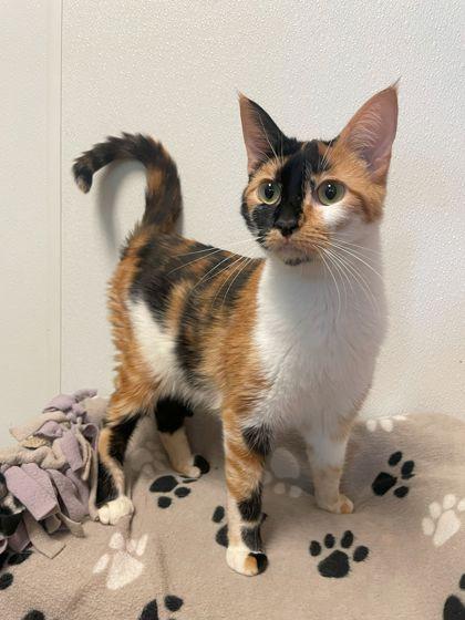 Enlarge Penny, a Adoptable Domestic Short Hair in Rochester, MN image 1/1